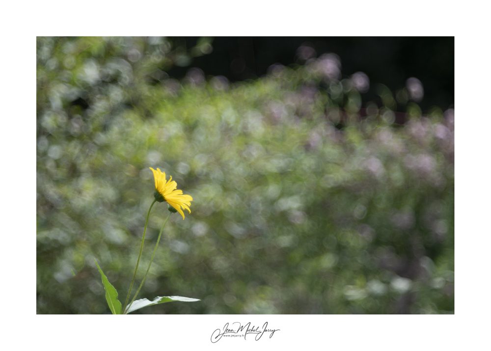 Les amis photographes